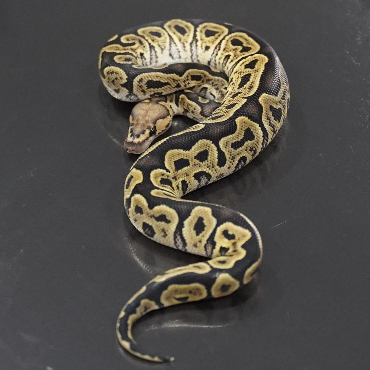 Side-B Collection (@SideBCollection) / Posts / X