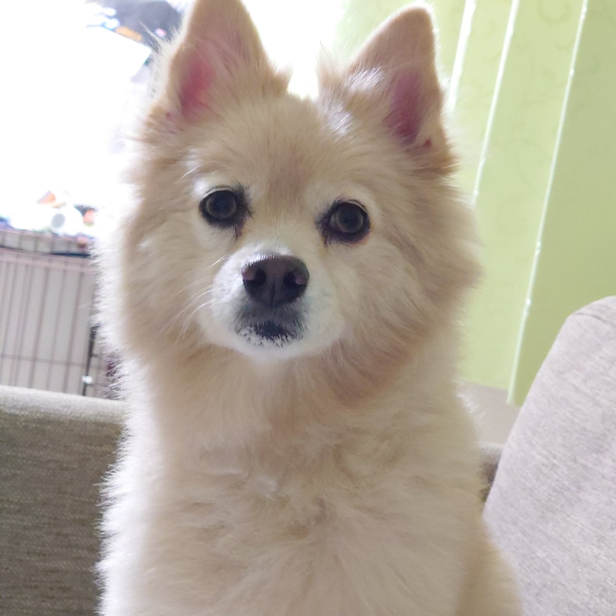 ポメラニアンに見えないポン太・(NAYU) (@N25717) / Posts / X