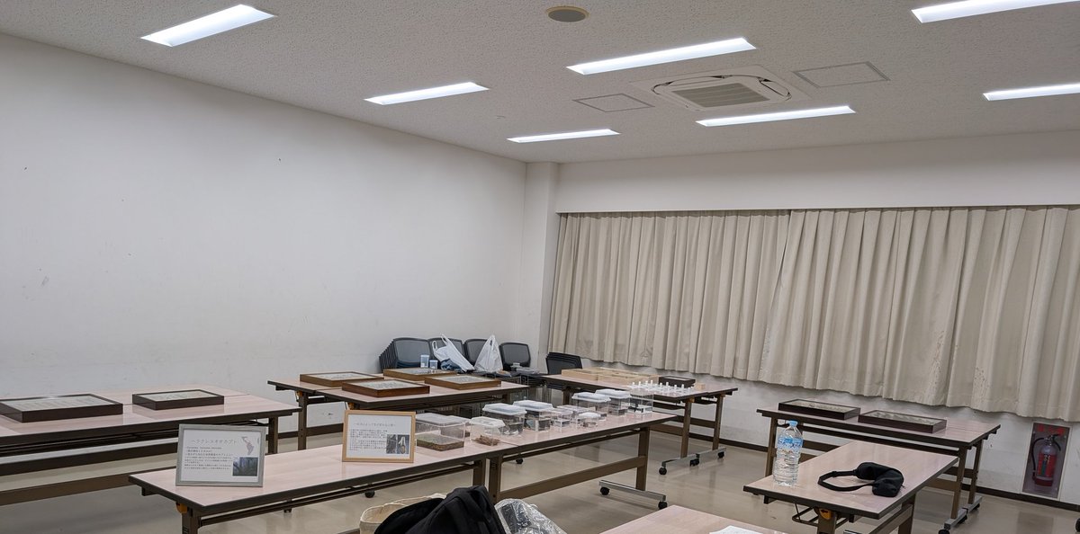 mushichubu's tweet photo. 明日はいよいよ中部大学大学祭の初日です！
本サークルも初の試みとして昆虫標本・生体の展示を行います〜

昆虫が好きな人・そうでない人・むしろ嫌いで見たくない人も10号館6階「106H」までお越しを🔥 https://t.co/Ag0QEuUfwB