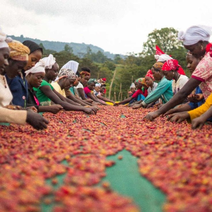 Ethiopia’s Coffee Exports Surge by 47%

Ethiopia earned $762.75M in just 3 months of FY 2025/26 exceeding targets by 23%, driven by global demand &amp; specialty beans. ☕🌍 Top buyers: Germany, Saudi Arabia, Belgium  as trade diversification reshapes Ethiopia’s export profile.