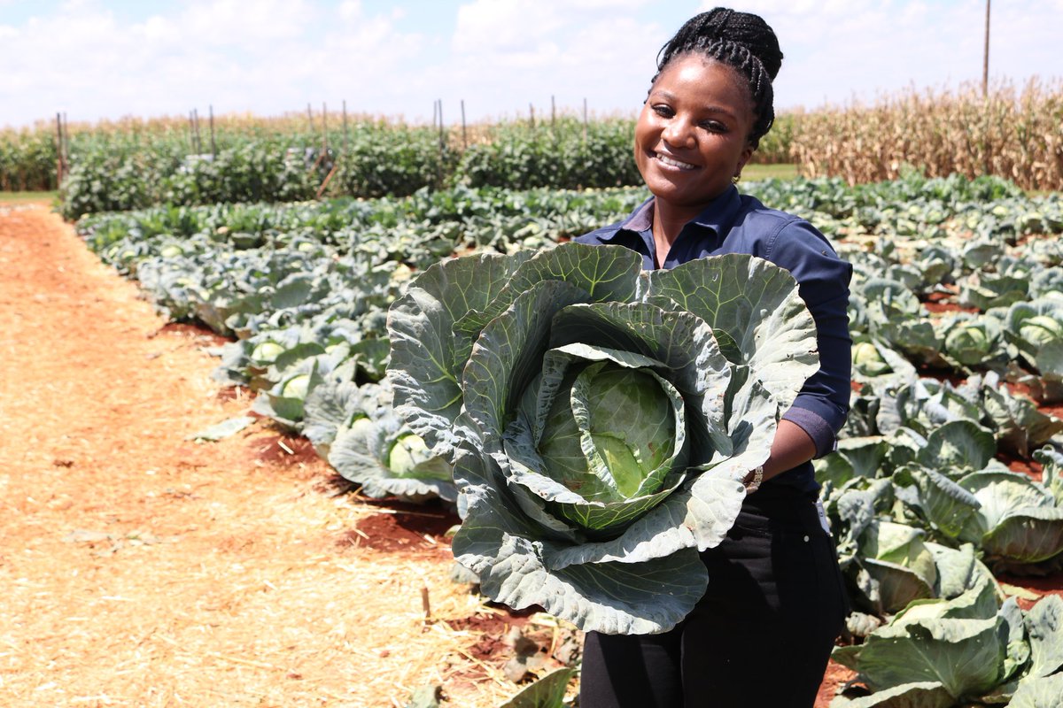 Charterseeds's tweet image. Your Summer Cabbage Solution is Here! 🥬

Tired of summer cabbage struggles?Meet STAR 3311 the hybrid variety engineered for success.

✅ Excellent Heat Tolerance - Thrives in summer conditions.
✅Medium Maturing - Get to market faster.
✅High Yield &amp;amp; Uniformity - Beautiful,