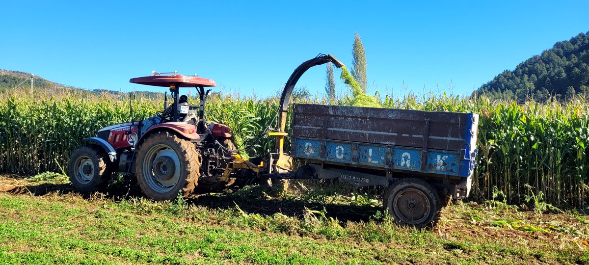 Turkoglutarim's tweet photo. 🌽Türkoğlu'nda Yerli Ada 95/10 Silajlık Mısır Hasadı Gerçekleştirildi 🌽

Tarım ve Orman Bakanlığımız tarafından %100 hibe desteğiyle üreticilerimize verilen yerli çeşit Ada 95/10 silajlık mısırın hasadı, Kaledibi Mahallesi'nde gerçekleştirildi.
@ramazanbilir46
@AliSakalar46 https://t.co/iaFDB24q6N