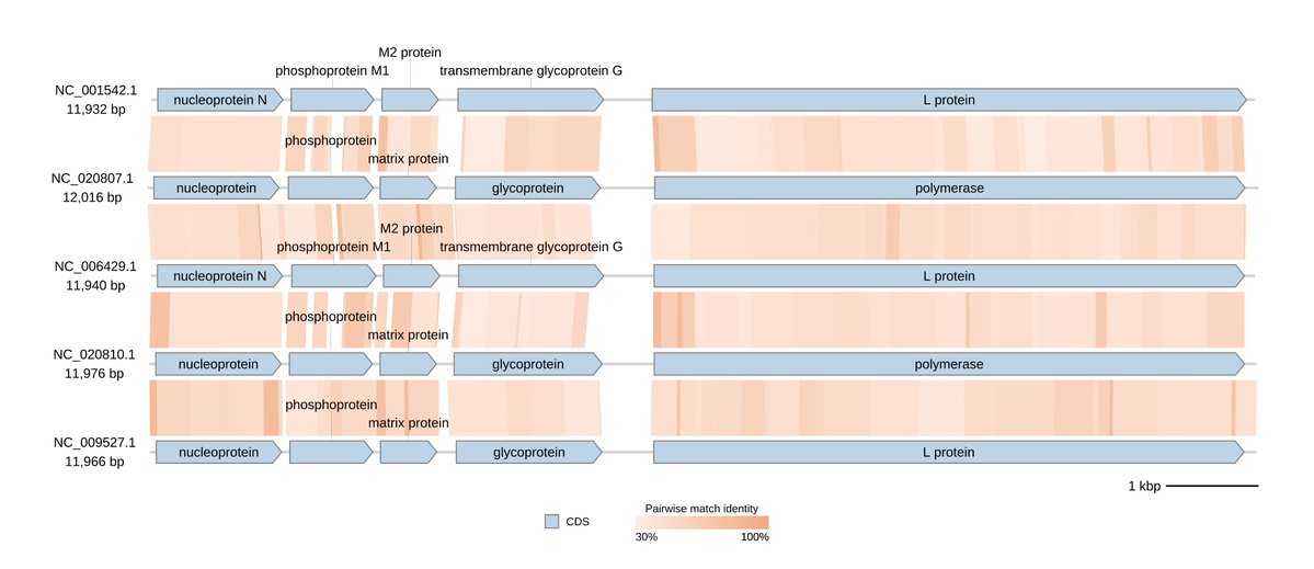 KawatoSatoshi's tweet image. gbdraw v0.7.0 is now available on the bioconda channel!
I also posted some recipes for viral genome diagrams on the GitHub Discussion thread. Hope you find them useful: github.com/satoshikawato/…
#gbdraw #bioinformatics #genomics #visualization #virology #microbiology