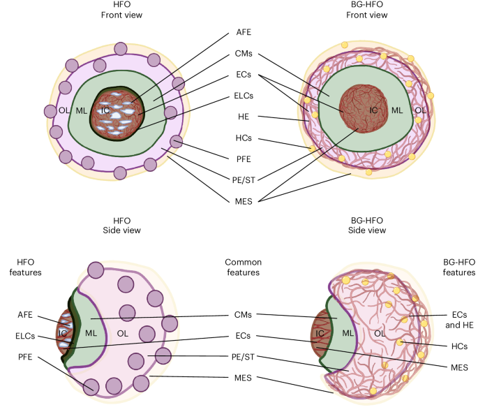 NatureProtocols's tweet image. New Article! Production of human blood-generating heart-forming organoids and sample preparation for advanced imaging bit.ly/3Wvxklb