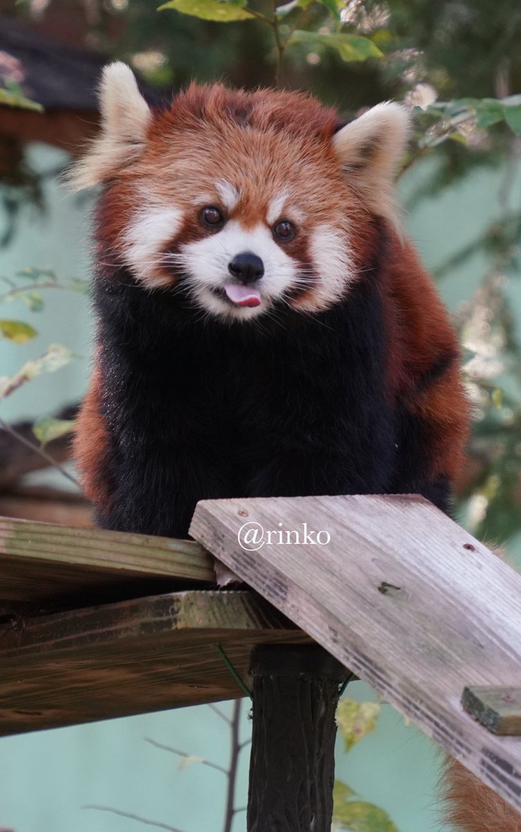 rinko (@mii07130) / Posts / X