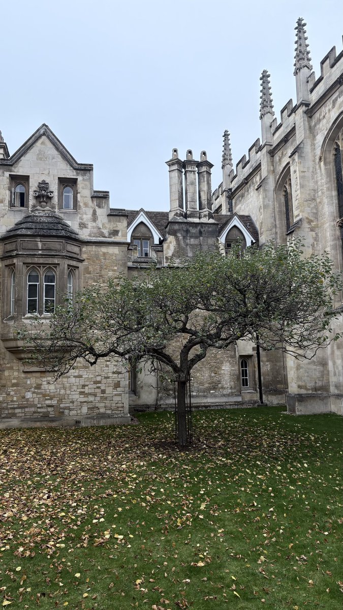 कैम्ब्रिज यूनिवर्सिटी के ट्रिनिटी कॉलेज के बाहर यह पेड़ उस पेड़ का हिस्सा है जिससे सेव गिरा और महाशय इसैक न्यूटन ने गुरुत्वाकर्षण के सिद्धांत की खोज की।