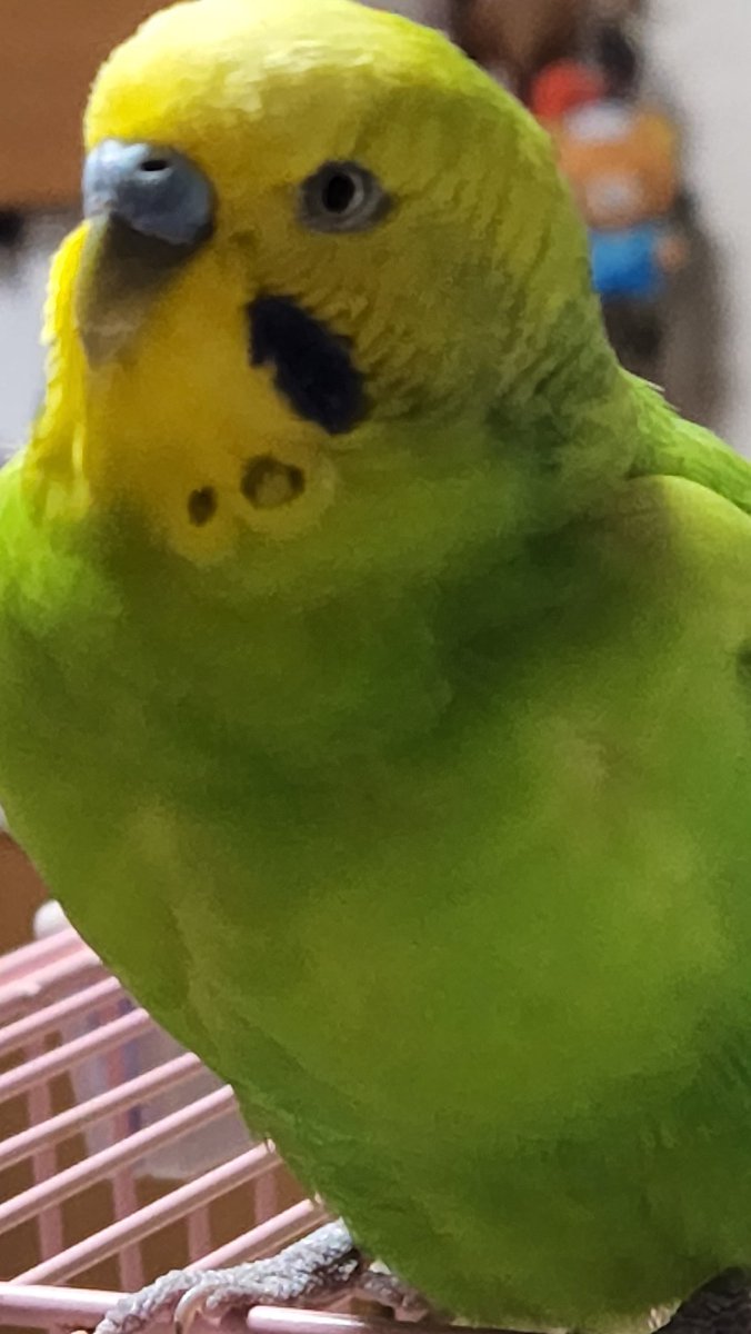 marucoページ sekisei az on X