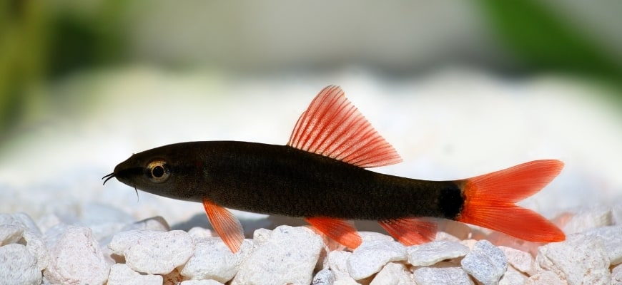gilesforyou's tweet photo. All done up in its Hallowe'en splendor.
Happy #FishPic! https://t.co/PmLMt4nXsi
