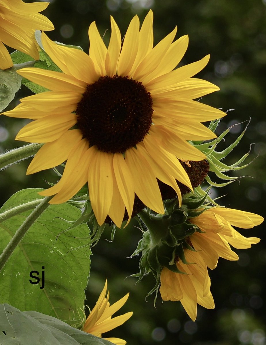 SandraBeeKind's tweet image. Jyuukichi Yagi 🇯🇵 tells us that we can find true beauty when we focus on our goals and passions with a singular, unwavering purpose. By doing so, we can achieve our objectives and also discover the inherent beauty within ourselves.

#PositiveMindset 
#BloomScrolling #GardenJoy