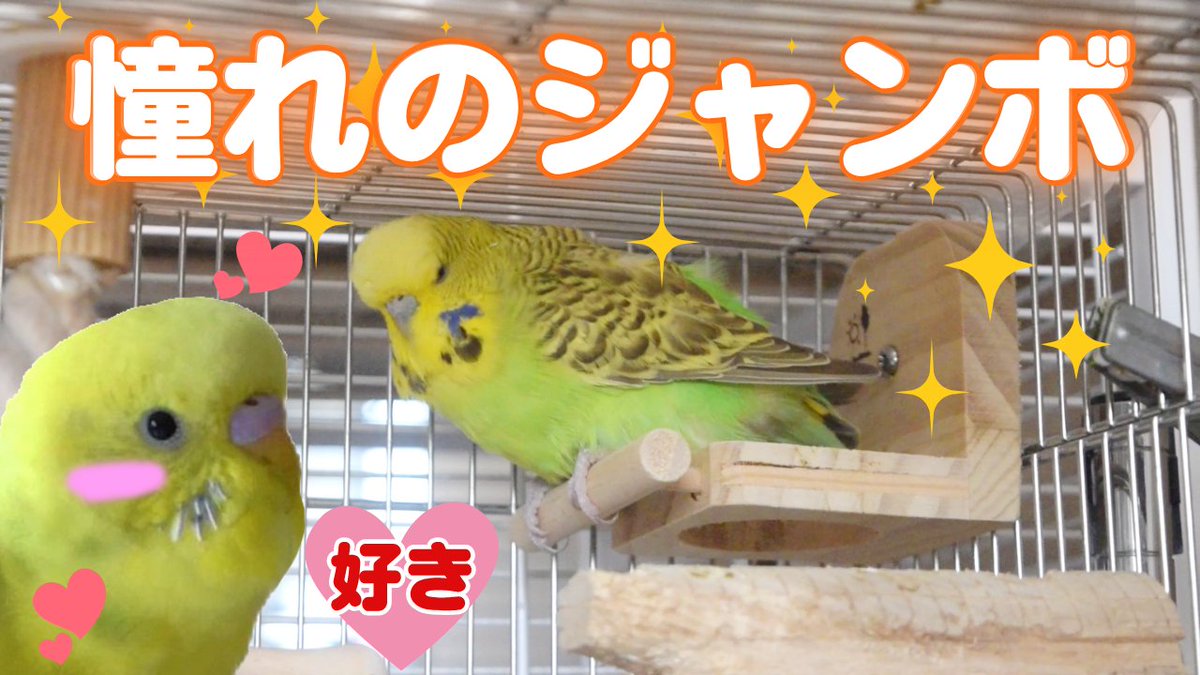 ✻放鳥アワー✻ヌシ on X