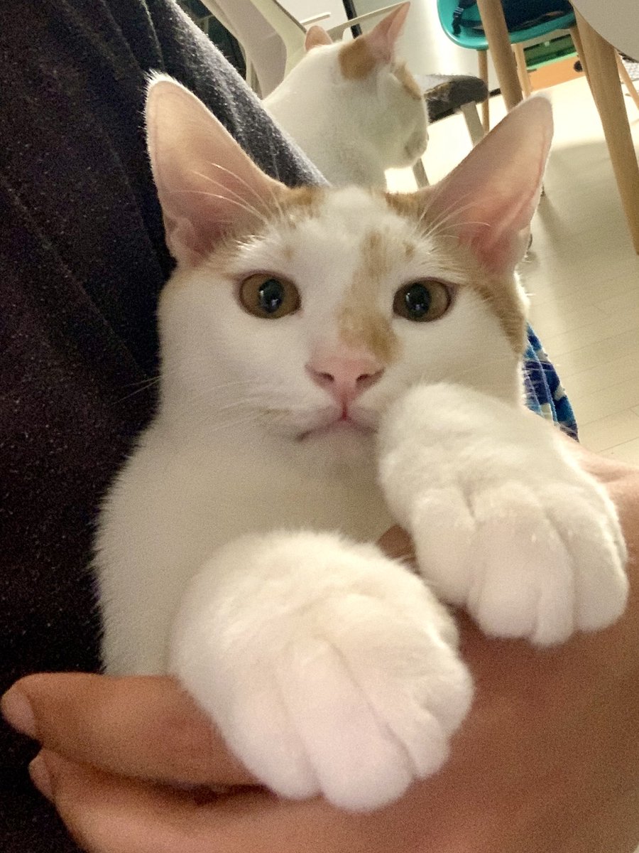 이제 1주일도 안남았어ㅠㅠㅠㅠㅠㅠㅠㅠ

이렇게 안겨서 발톱도 잘깎아요 ㅠㅜㅜㅜ

입양신청 : nabiya.org/adopt
임보신청 : nabiya.org/foster_notice

#나비야사랑해_재삐네 #나비야사랑해_재삐 #고양이입양 #입양홍보  #한치두치세치네치뿌꾸빵