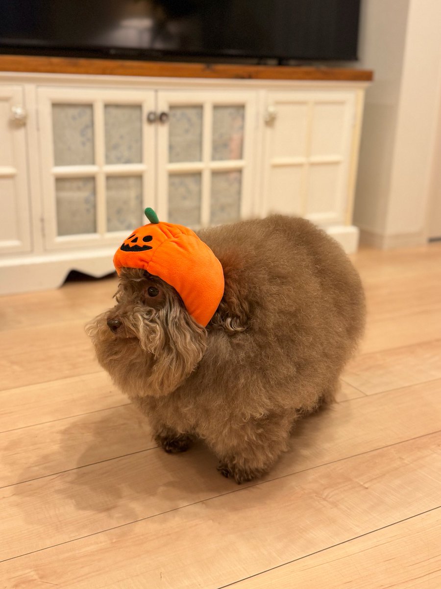 __mohu_c's tweet image. 犬かどうか怪しい