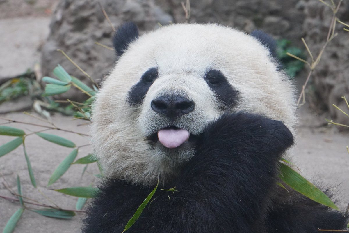 It has been 4 months since the last visit to Dujiangyan Panda Base! We’ll be visiting Bao Yuan, Su Lin and other panda cubbies. Don’t miss this opportunity! 
mypandatours.com/collections/al…
 “TOUR #185•Dujiangyan Panda Base• Saturday 1 November 9:00PM (Times in EDT)”