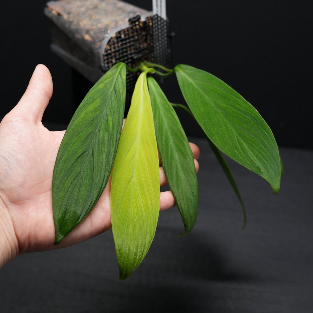 maru🌱 (@maru_plants) / Posts / X