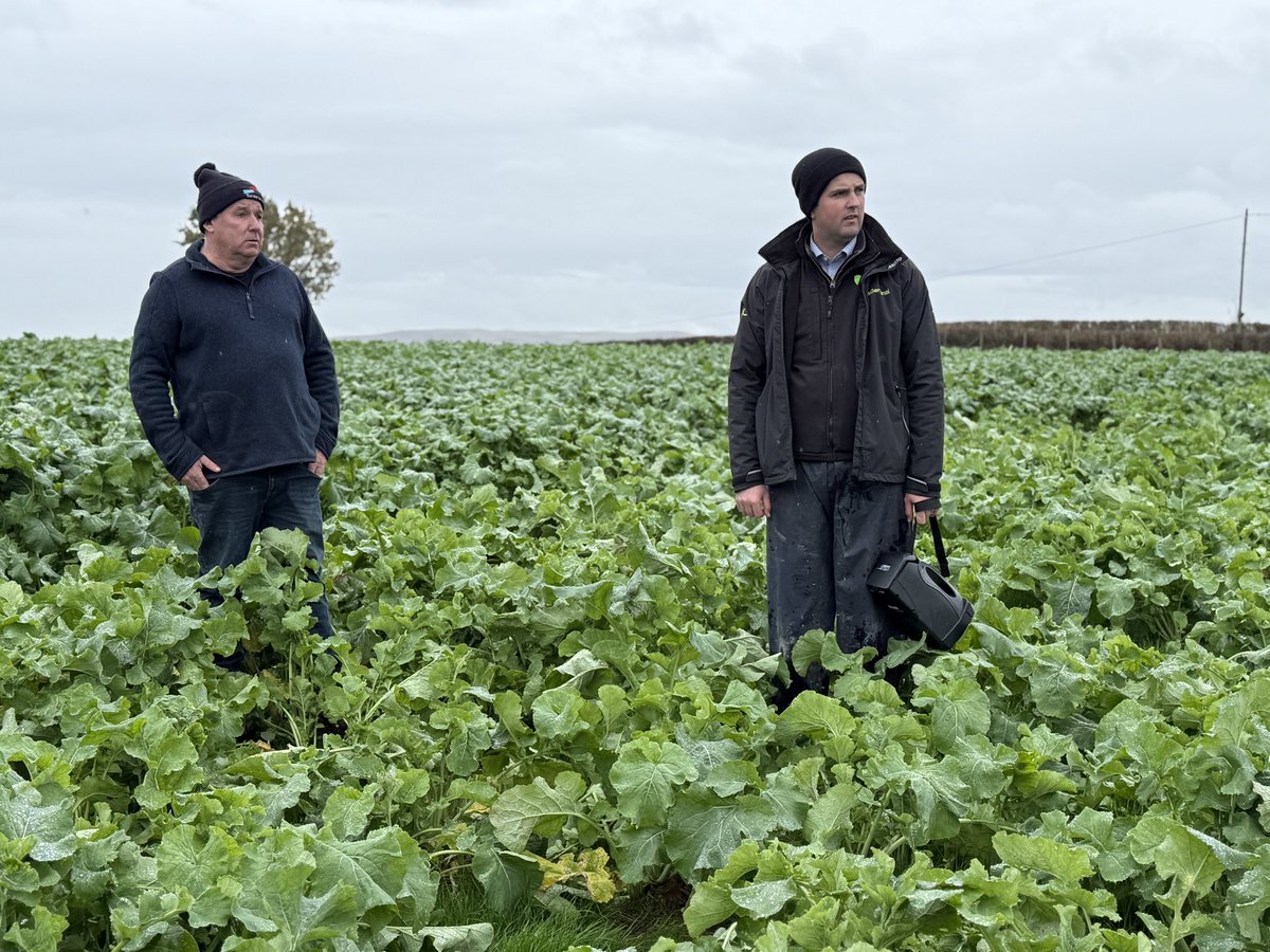 Fantastic brassica crops at <a href="/RobBlaenbwch/">Rob blaenbwch</a> Drilled mid-July and ewes are being transitioned onto the crop by night. <a href="/wearegerminal/">Germinal</a> #sheep