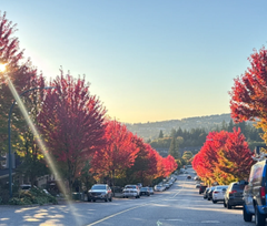 Paulobrunorego's tweet photo. 🍁 Every street, every tree, every fallen leaf  Even a camera can't fully capture its vibrant colors. https://t.co/vb0BCRWCkD