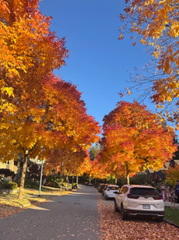 Paulobrunorego's tweet photo. 🍁 Every street, every tree, every fallen leaf  Even a camera can't fully capture its vibrant colors. https://t.co/vb0BCRWCkD