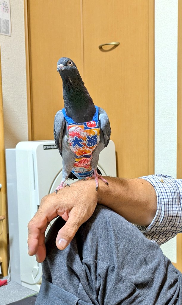 Gちゃんのページ(⑉°-°⑉) 𝙎𝙝𝙞. on X