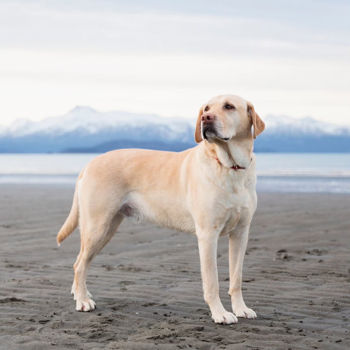 Studies have shown that losing a dog is as hard as losing a human or loved one. 💔