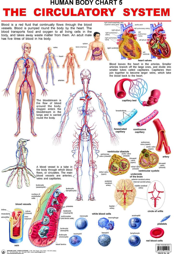 urwa_m1055's tweet image. 🫀 انسانی جسم کا سرکولیٹری سسٹم دل، خون اور رگوں کا جال ہے جو زندگی کو رواں رکھتا ہے۔
The circulatory system keeps life flowing — the heart, blood, and vessels in perfect harmony. 🌍❤️

#HumanBody #CirculatorySystem #Science #Health #Life #Education