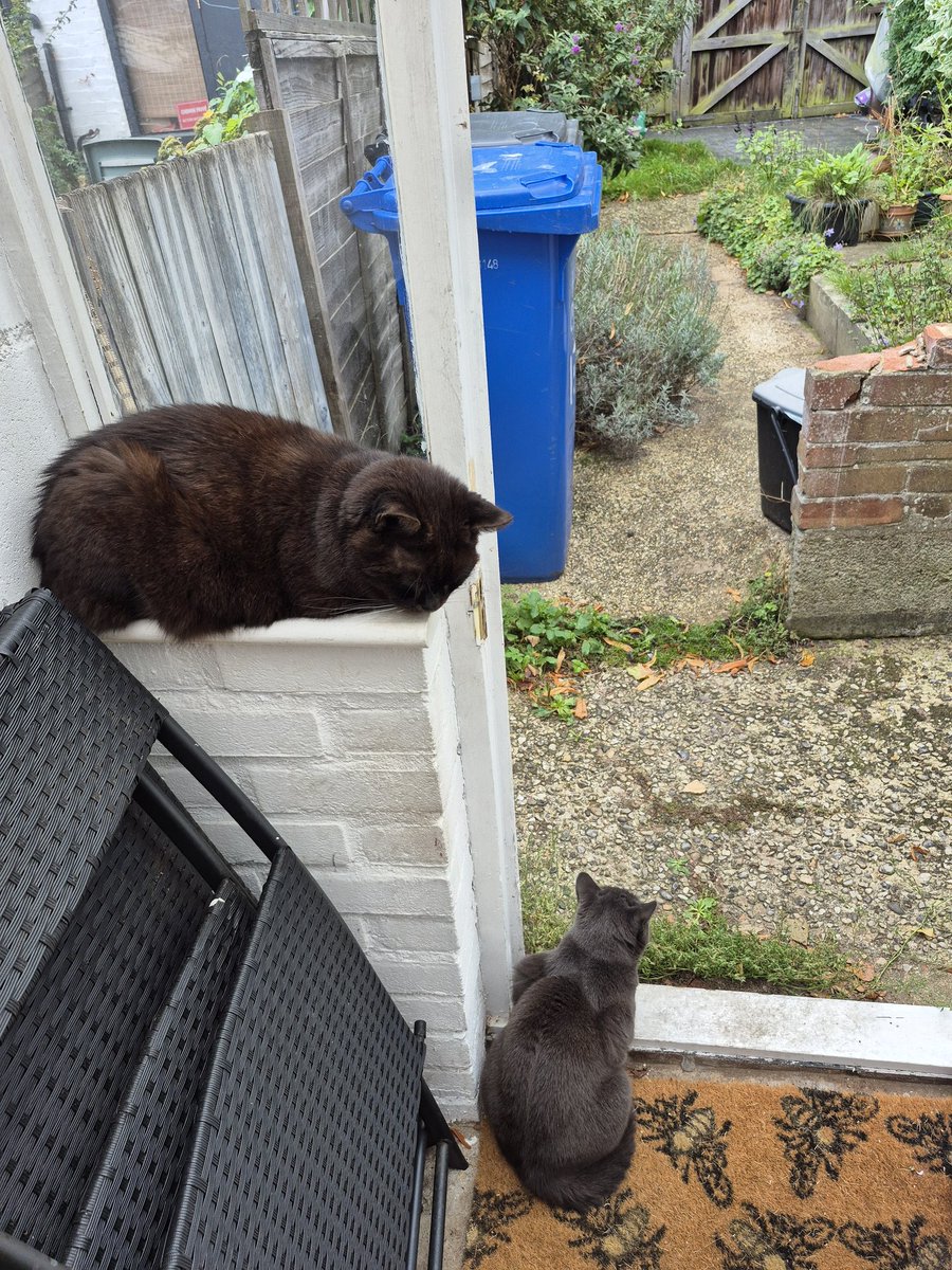 Sitting quietly thinking of a lovely girl who has sadly gone OTRB 🌈 She had an amazing long life with her mum who misses her so much♥️ #HedgewatchforCharlieChops