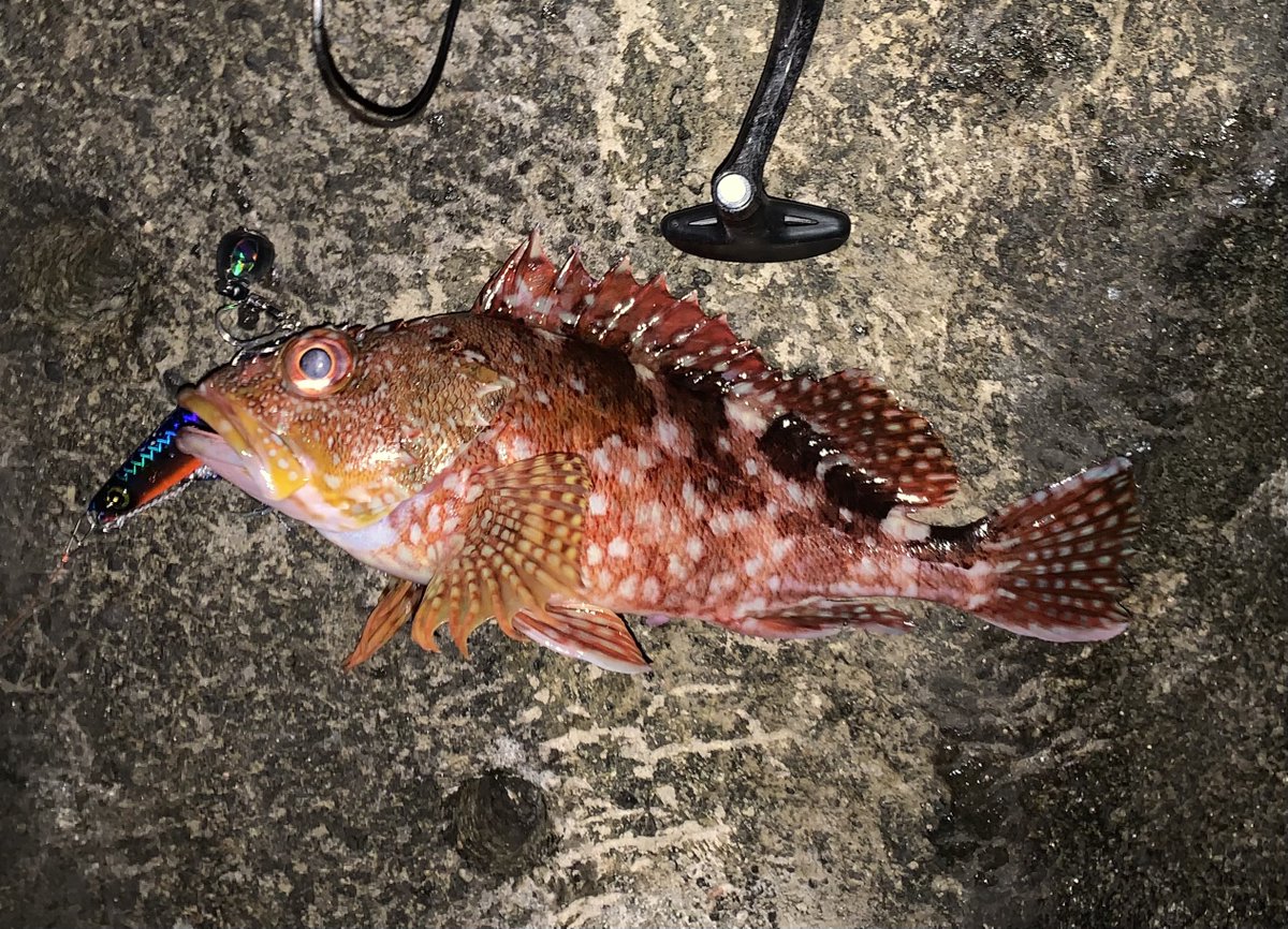 phmppy's tweet photo. ひさびさ磯釣りジギングでフィーバーでした。デカシイラとワラサ3匹掛けたのに全部バラした…🤮 https://t.co/x4OqZCZ8VD