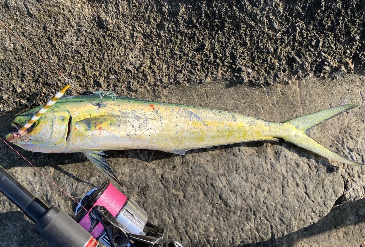 phmppy's tweet photo. ひさびさ磯釣りジギングでフィーバーでした。デカシイラとワラサ3匹掛けたのに全部バラした…🤮 https://t.co/x4OqZCZ8VD