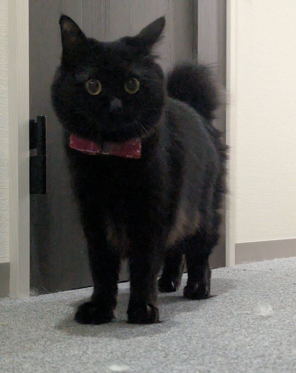 かずまる (@kazmaru_son) / Posts / X