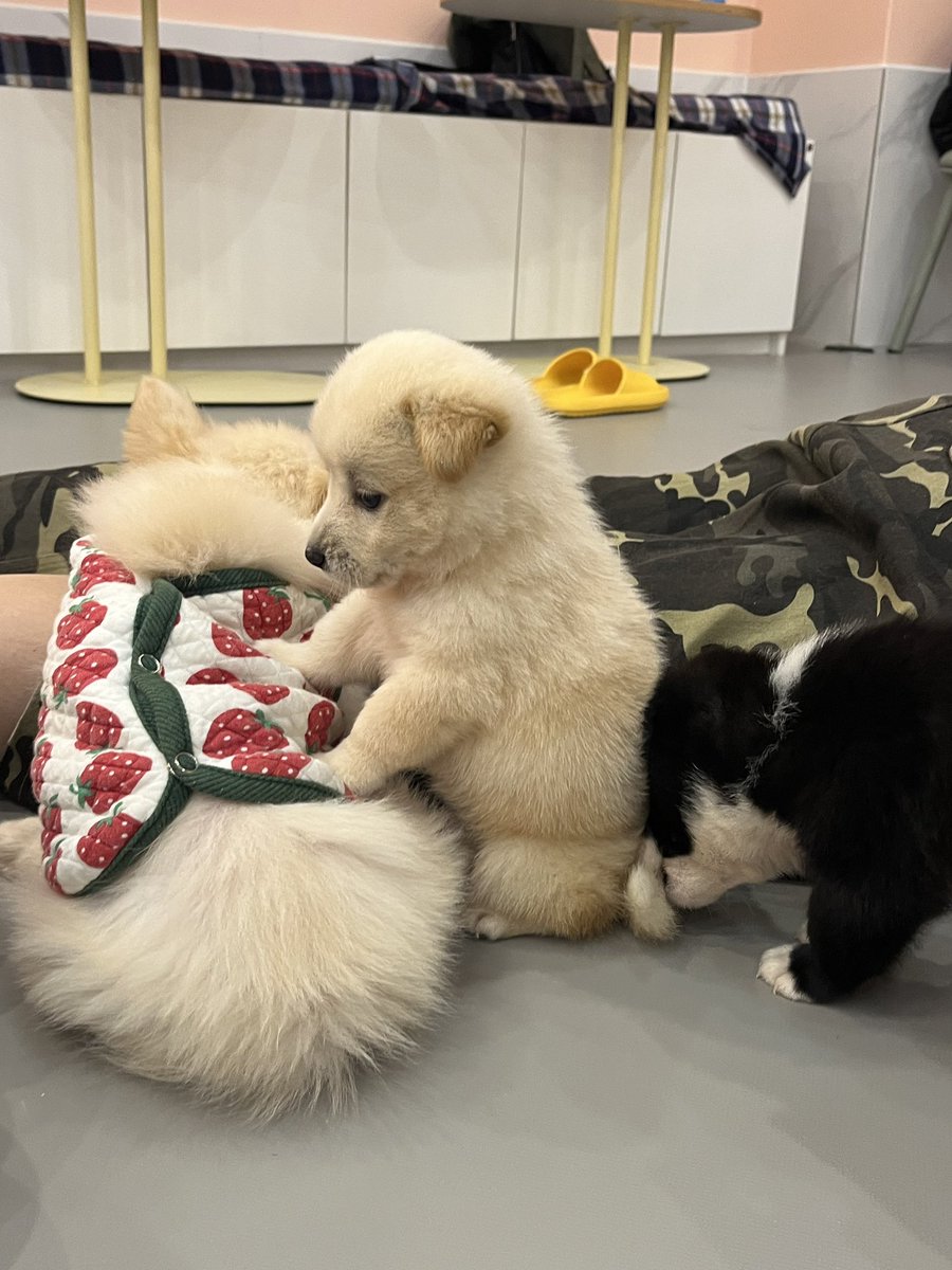 messygrrrr's tweet image. ์ ๊ธฐ๊ฒฌ ๋ณดํธ ์นดํ์ ๋ค๋
์๋๋ฐ
์ง์ง 
ํ๋ฃฐ ๋ผ๋ผ ๋ค๋
์๋์ผ