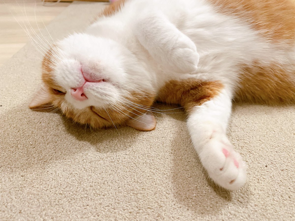 ⭐︎にゃこ⭐︎ きなこ on X