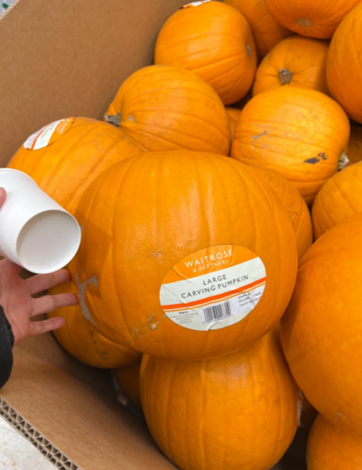 obulirajs86's tweet image. If pumpkins could talk… mine would say “take me home!” 😏🎃