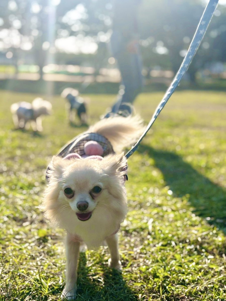 emamasu's tweet image. ルイは惚けた顔してて
ユイちゃんはよく笑う
#トイプードル #ポメチワ