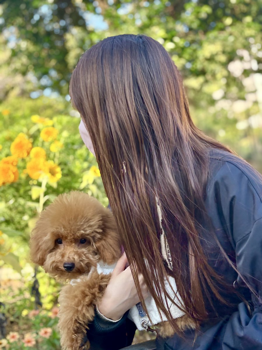 emamasu's tweet image. ルイは惚けた顔してて
ユイちゃんはよく笑う
#トイプードル #ポメチワ