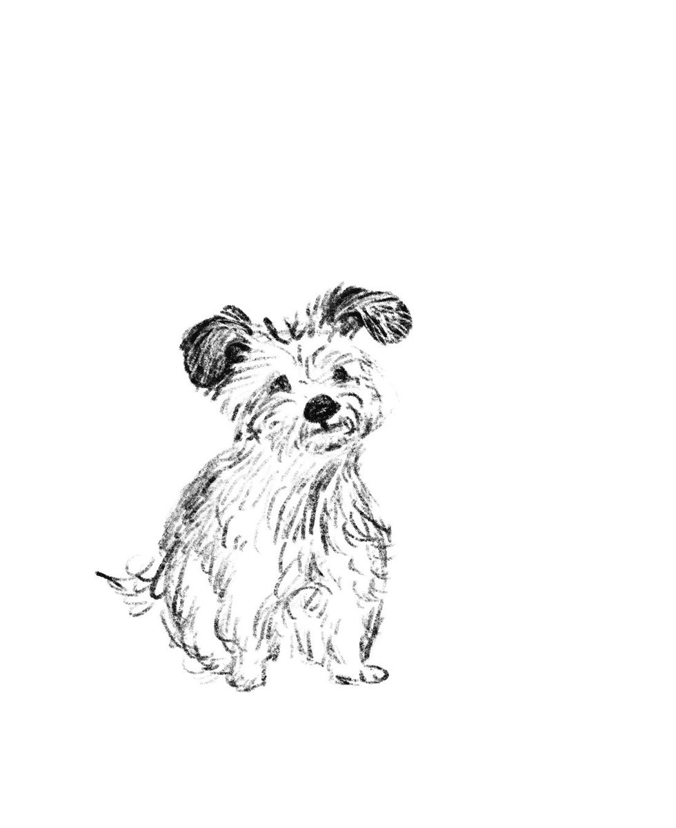 mellowsongC's tweet image. 귀엽다 ㅋㅋ 이렇게까지 그로밋 귀 강아지는 처음 봄