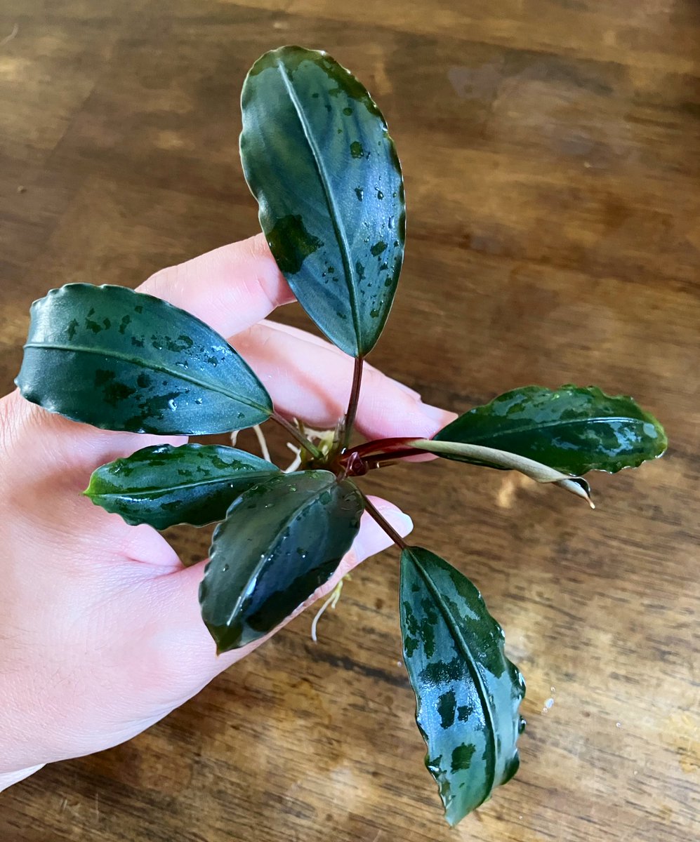 G*k様 ブセファランドラ Motleyana 新芽沢山あり 5株トリム可能 G*k様