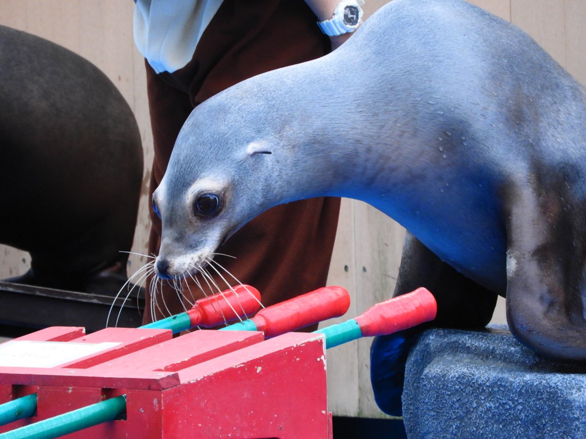 k31_323's tweet photo. 何かまだ受け入れられない気持ちもあったり、体調崩して寝込んだり、ぐちゃぐちゃな1週間だったけど、ノイ様はいつでもご機嫌で、いつも笑顔をくれたのだから、いつまでもメソメソしてちゃいけないね。

幸せな時間をありがとう。
ノイ様は永遠に推しです。

#s_uminomori
 #仙台うみの杜水族館 https://t.co/xB4KkqeXto