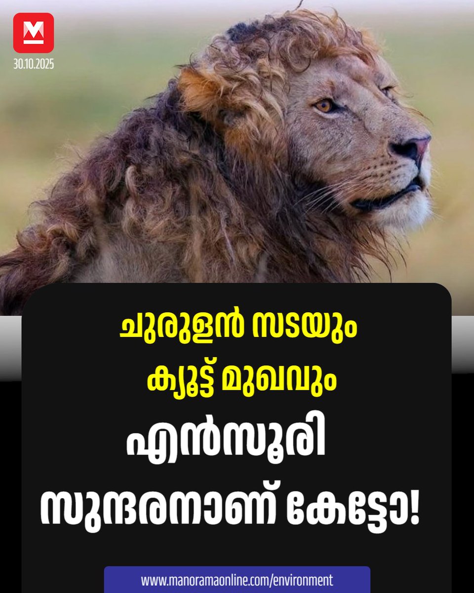 manoramaonline's tweet photo. ഒരു ഹെയർസലൂണിൽ മാറ്റങ്ങൾ വരുത്തിയതുപോലെയുള്ള സടയാണ് എൻസൂരിക്ക്. #Nzuri #Lion #masaimara
Read : https://t.co/wEMCzajlH7 https://t.co/CQ3LzpV2RE