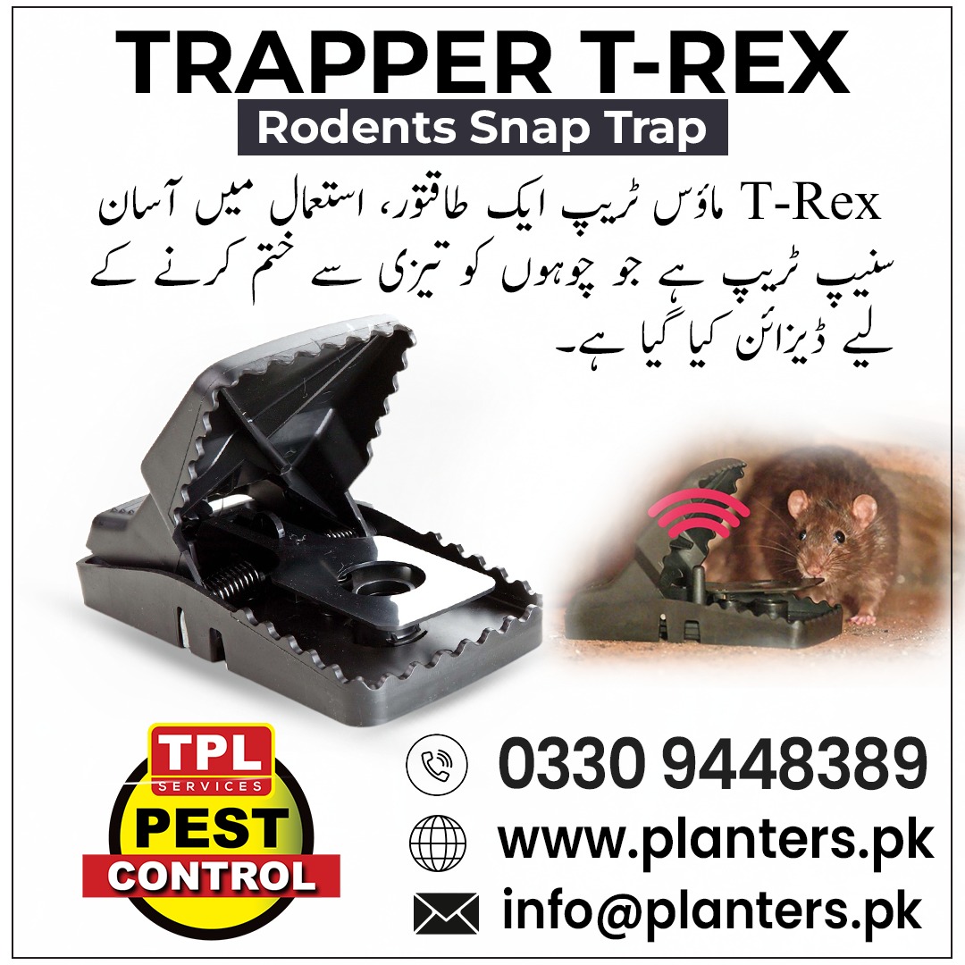 TPLPestControl's tweet image. T-Rex Mouse Trap – جدید اسنیپ ٹریپ جو چند لمحوں میں چوہوں کو ختم کرے۔
 Call: 0512303380
 website: planters.pk
visit our daraz store
daraz.pk/shop/gsyzdz7m

#MouseTrap #RodentControl #PestControlPakistan #TRexTrap #TPLPestControl #RodentFreeHome #Islamabad #PlantersPK