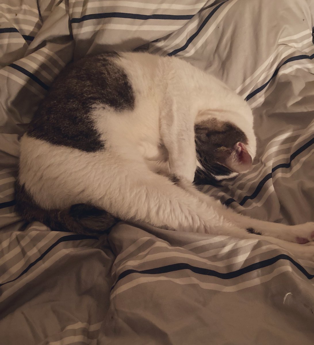 一寸先は猫 gc0395-17_7bcdff09-c0ee-477b-