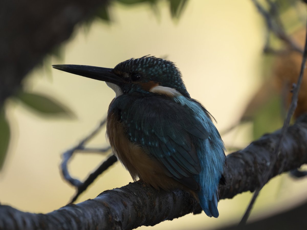 🐥⸒⸒まだ考え中 on X