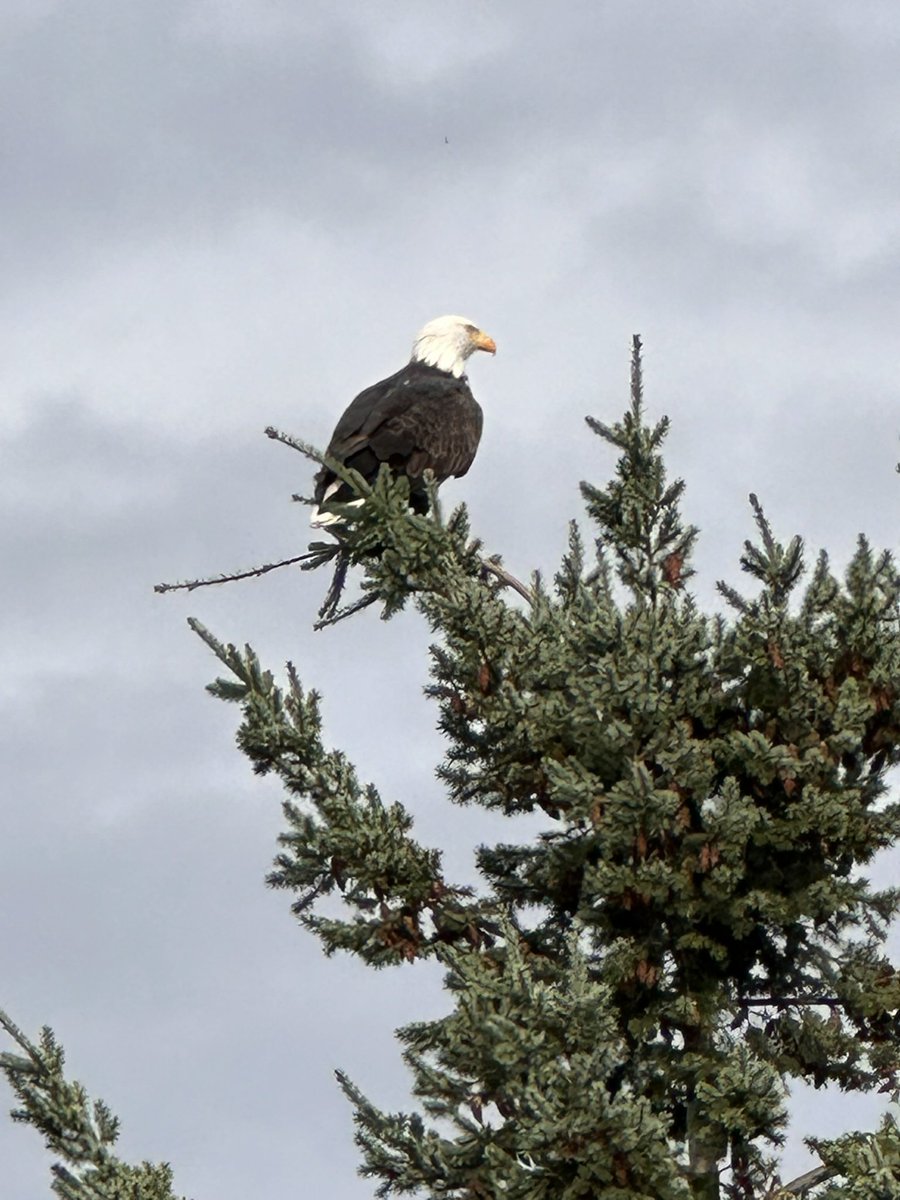 A few days on beautiful Whidbey Island. 🦀🛳️🐋🐚☕️