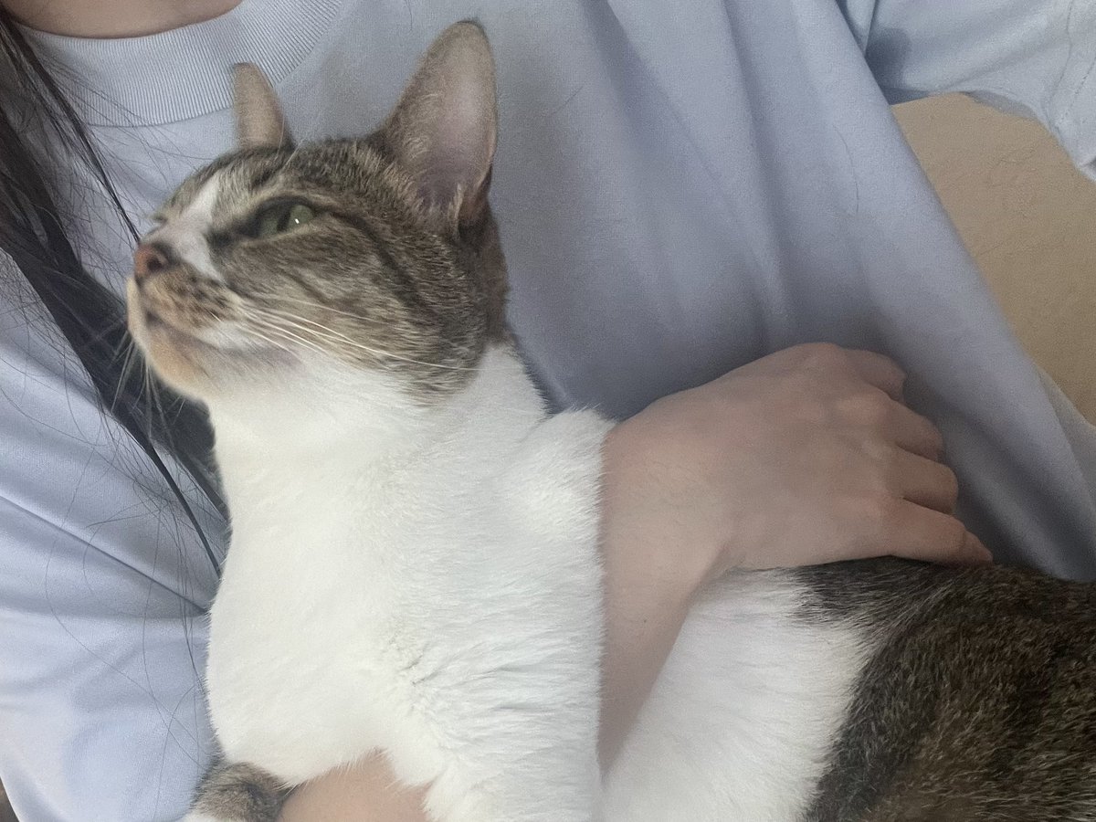 なかなか懐かない子猫 鈴 SP ヴァイス SPサイン「なかなか懐かない子猫 鈴」1枚 Key 20th