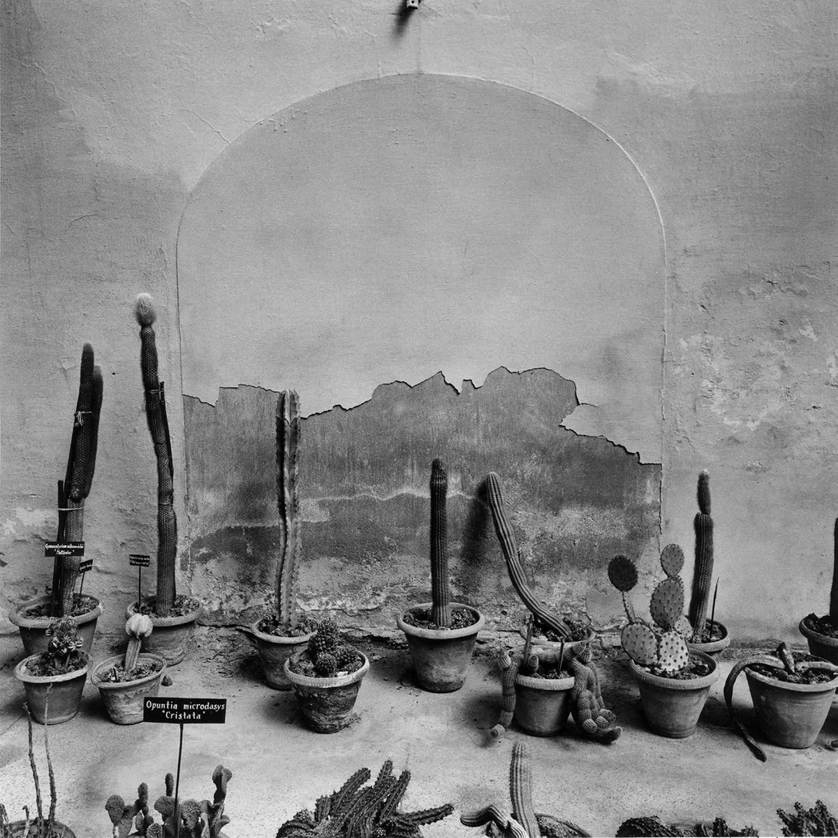 zarandillo's tweet photo. Cristata. Jardín Botánico de Lucknow. 
India, 1999
Graciela Iturbide https://t.co/6hObBxoxtf