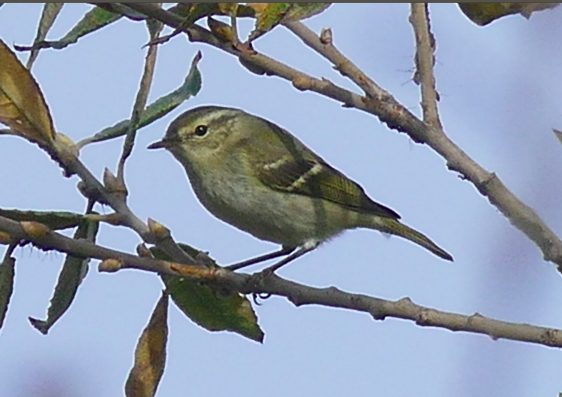 sesame86's tweet photo. Nev's Yellow-browed warbler at Innova Park, Enfield Lock this morning. And the Spurs stadium from Lippitts Hill at dawn #londonbirds https://t.co/0uEmeSDJL9