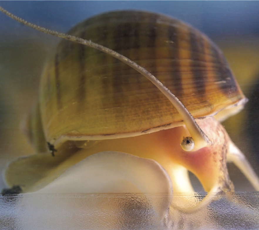 ¿Te imaginas poder regenerar un ojo? 
¡Haz RT 🔃si te gusta lo que te cuento 👇!
El caracol manzana dorado (Pomacea canaliculata) puede hacerlo.
Un nuevo estudio en Nature Communications revela algo asombroso: si se le amputa un ojo, es capaz de regenerarlo por completo.