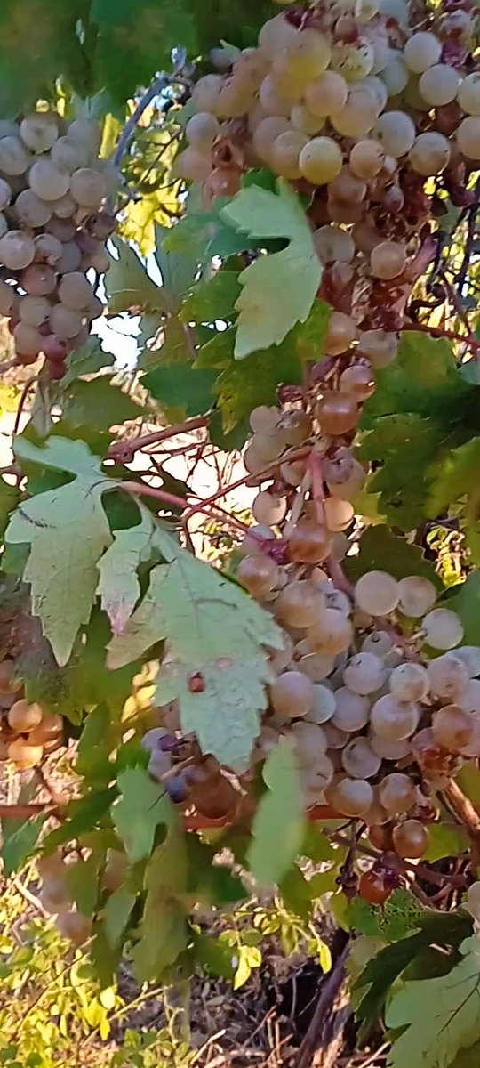 dogaltar_m's tweet photo. Gelecek tarımda. 🌿🌼🌻
#perşembe #tarım #üzüm #organic #dogal #mezrone https://t.co/cKEfFtsj41