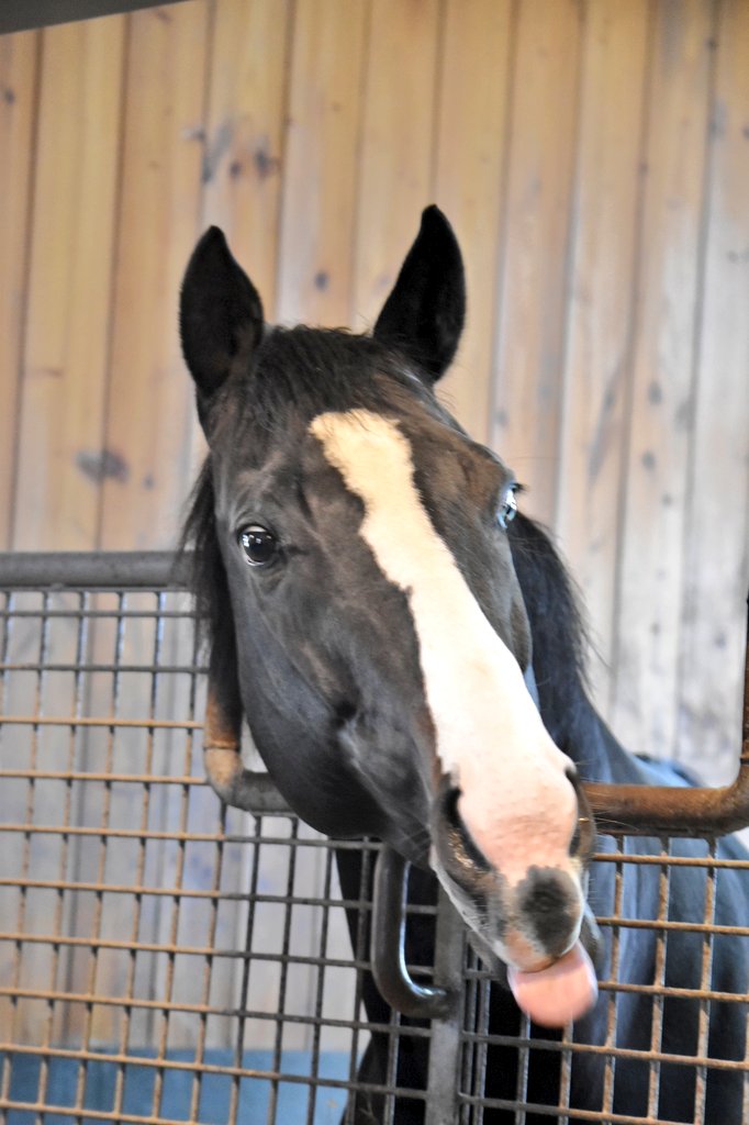 piropiro_264's tweet photo. イクイノックス🐴
オーラがあってめちゃくちゃかっこよかったです😊 https://t.co/UR8hKhRKAC