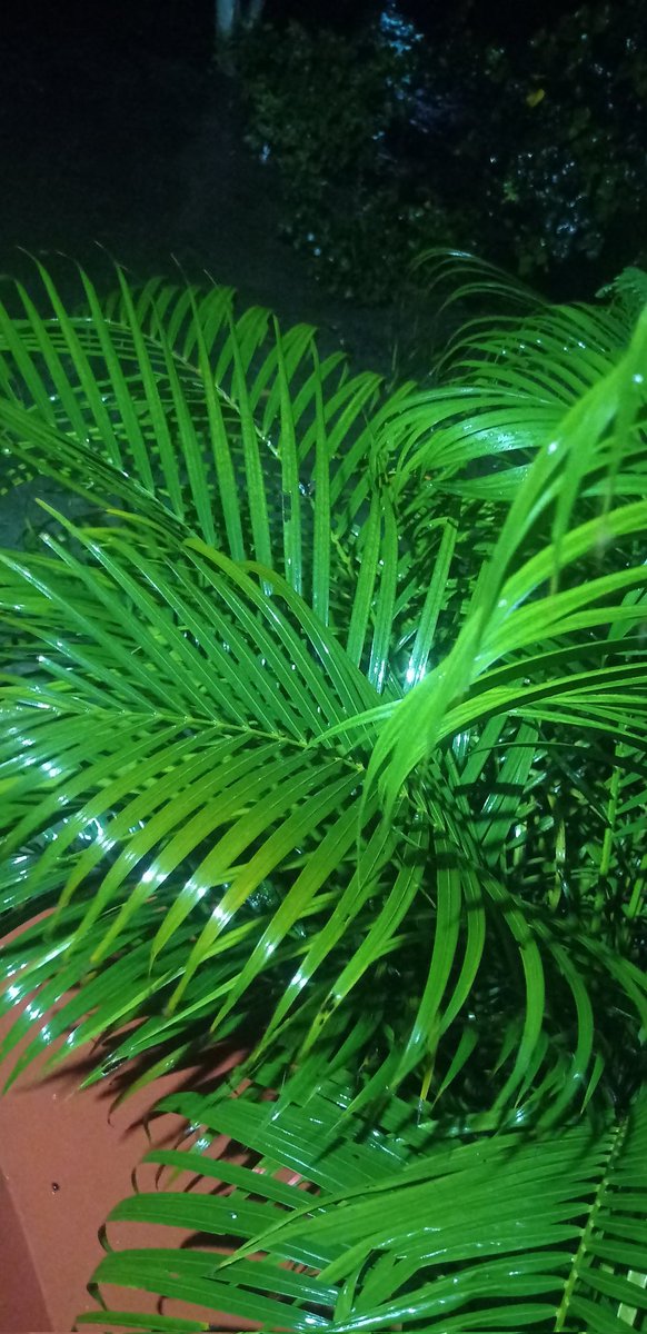 iBhumihar_Girl's tweet image. मौसम की मांग है पसंदीदा पुरुष के साथ चाय पिया जाए...❤️☕🤌