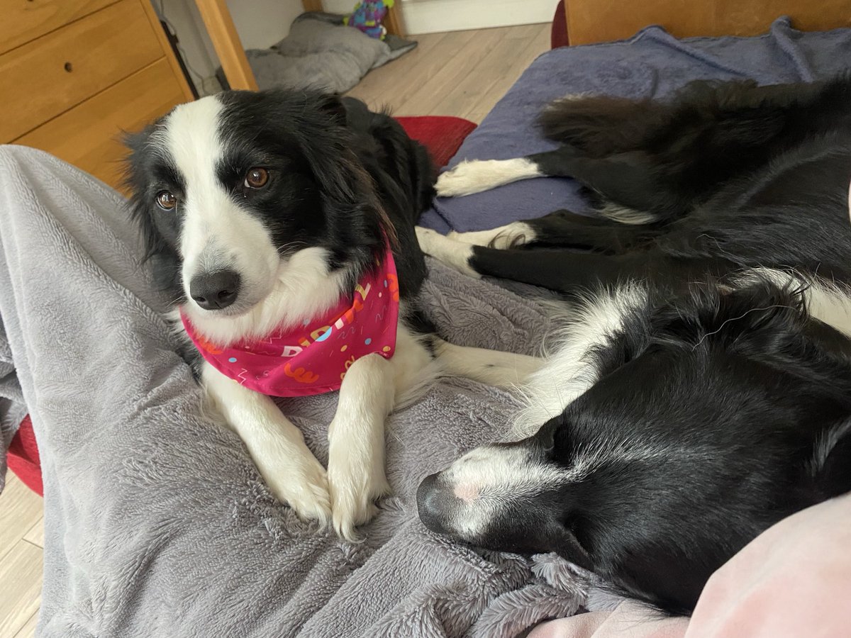 Only thing better than a collie cuddle is a cuddle from two collies 🥰🥰