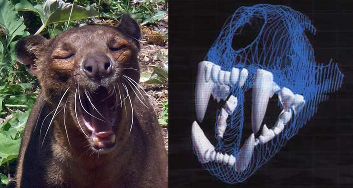 Darren Naish tweet media